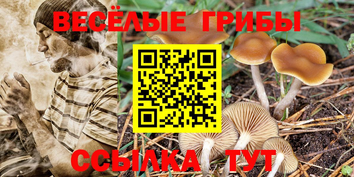 Псилоцибиновые грибы GOLDEN TEACHER Северск